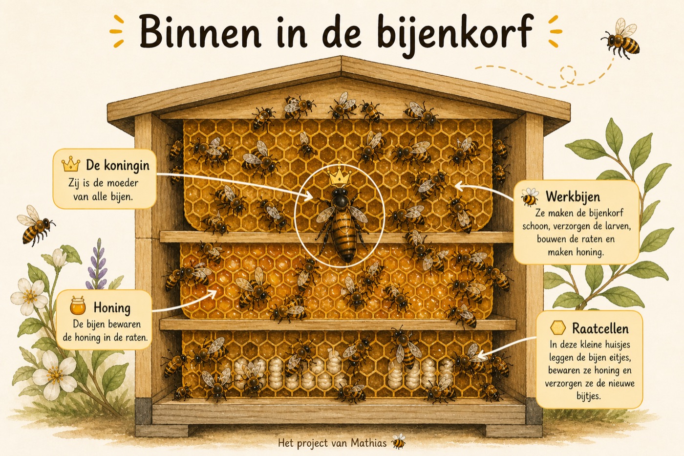 Illustratie: in de bijenkorf, met de koningin, de werksters en de cellen vol honing.